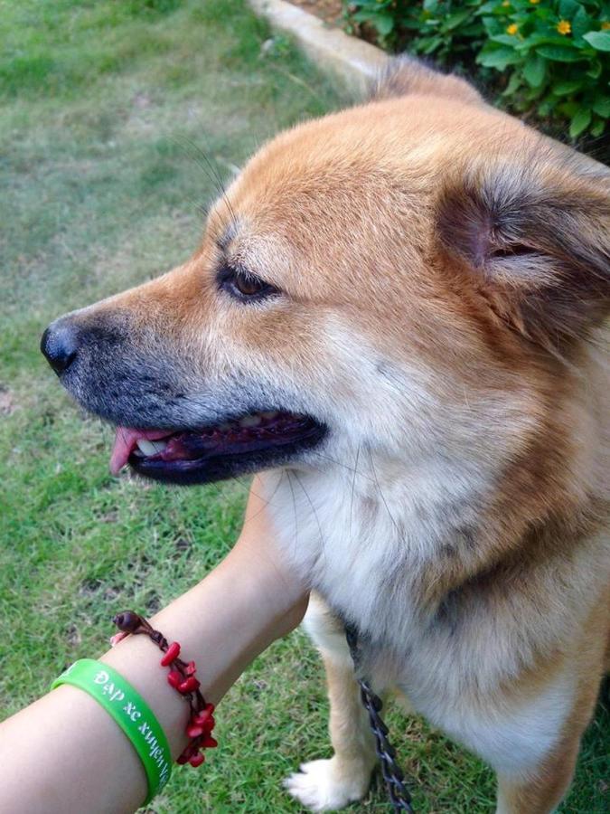 Diem Dung Chan Can Ty Hà Giang Eksteriør billede